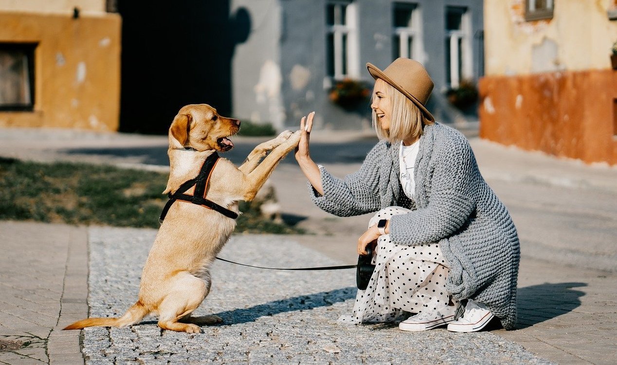 Científicos buscan traducir lo que dice tu perro usando IA 1 Cientificos buscan traducir lo que dice tu perro usando IA